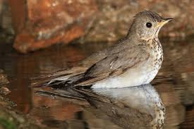 Image result for Catharus minimus