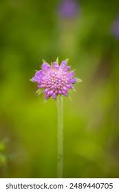 Image result for Knautia dipsacifolia
