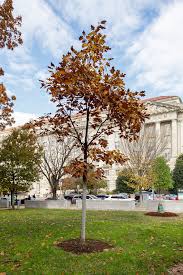 Attēlu rezultāti vaicājumam “Quercus rubra”