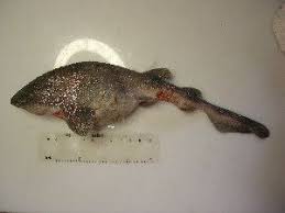 Image result for Cephaloscyllium laticeps