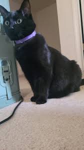 Image result for Black Cat Sac