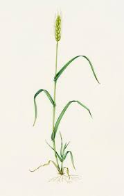 Attēlu rezultāti vaicājumam “Triticum aestivum”