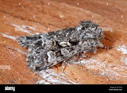 Attēlu rezultāti vaicājumam “Papestra biren”