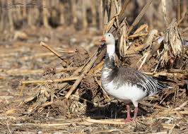 Image result for Anser caerulescens