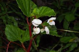 Image result for Begonia cucullata var. Hookeri