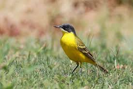 Attēlu rezultāti vaicājumam “Motacilla flava flava adult”