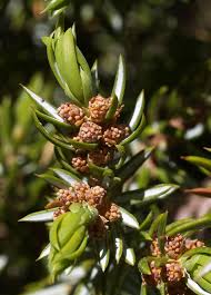 Attēlu rezultāti vaicājumam “Juniperus communis female flower”