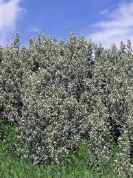 Attēlu rezultāti vaicājumam “Elaeagnus commutata”