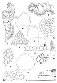 Attēlu rezultāti vaicājumam “Isopaches bicrenatus”