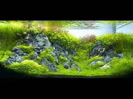 Znalezione obrazy dla zapytania takashi amano%