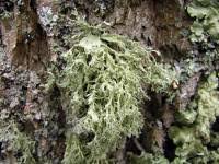 Attēlu rezultāti vaicājumam “Ramalina pollinaria”