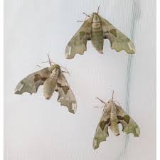 Attēlu rezultāti vaicājumam “Mimas tiliae”