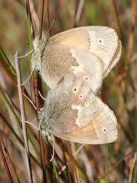 Attēlu rezultāti vaicājumam “Coenonympha tullia”