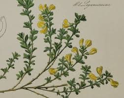 Attēlu rezultāti vaicājumam “Callitriche verna flower”