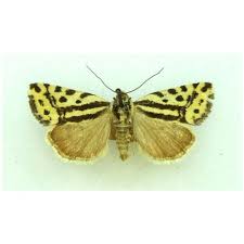 Attēlu rezultāti vaicājumam “Agrotis ripae”