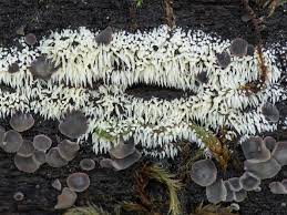 Attēlu rezultāti vaicājumam “Mucronella calva”