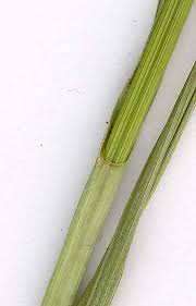 Attēlu rezultāti vaicājumam “Carex disticha”