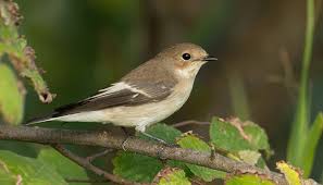 Attēlu rezultāti vaicājumam “Ficedula hypoleuca”