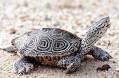 Diamondback TERRAPIN, Maryland State Reptile