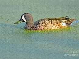 Image result for Anas discors