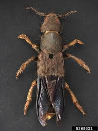 Attēlu rezultāti vaicājumam “Platydracus fulvipes”