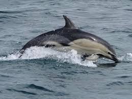 Image result for Swindon Dolphins