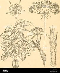 Attēlu rezultāti vaicājumam “Laserpitium latifolium bud”