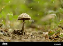 Attēlu rezultāti vaicājumam “Clavulinopsis cinerioides”