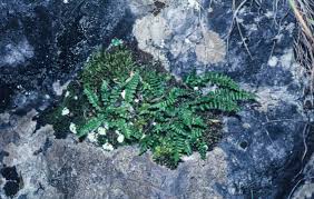 Attēlu rezultāti vaicājumam “Asplenium trichomanes”