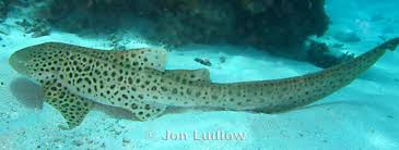 Image result for Stegostoma tigrinum