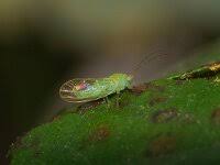 Attēlu rezultāti vaicājumam “Psylla alni”