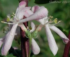 Attēlu rezultāti vaicājumam “Lonicera tatarica flower”