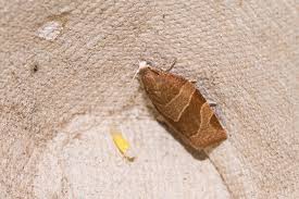 Attēlu rezultāti vaicājumam “Pandemis cinnamomeana female”