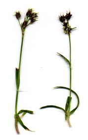 Attēlu rezultāti vaicājumam “Luzula campestris”