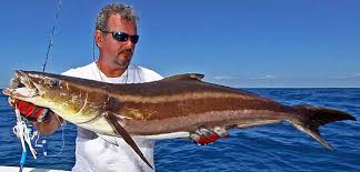 Image result for Rachycentron canadum