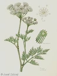 Attēlu rezultāti vaicājumam “Selinum carvifolia”