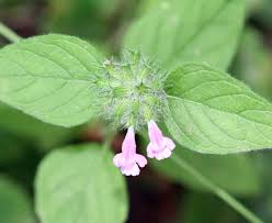 Attēlu rezultāti vaicājumam “Clinopodium vulgare leaf”