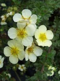 Attēlu rezultāti vaicājumam “Pentaphylloides fruticosa flower”