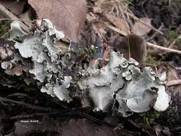 Attēlu rezultāti vaicājumam “Cetrelia olivetorum”