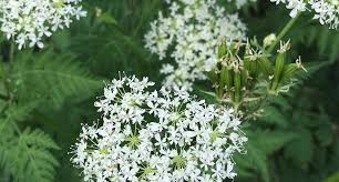 Image result for Myrrhis odorata