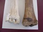 Bison bone size comparison to - via Daymix