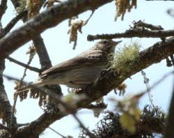 Attēlu rezultāti vaicājumam “Anthus trivialis adult”
