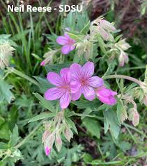 Attēlu rezultāti vaicājumam “Geraniaceae”