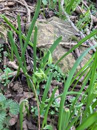 Attēlu rezultāti vaicājumam “Gagea lutea leaf”