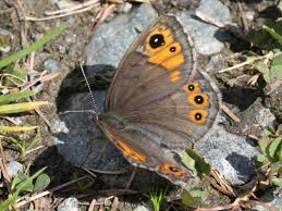 Attēlu rezultāti vaicājumam “Lasiommata petropolitana upperside”