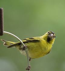 Attēlu rezultāti vaicājumam “Carduelis spinus female”