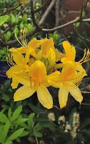 Attēlu rezultāti vaicājumam “Rhododendron calendulaceum”