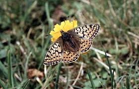 Attēlu rezultāti vaicājumam “Boloria eunomia upperside”