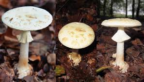Attēlu rezultāti vaicājumam “Amanita citrina”