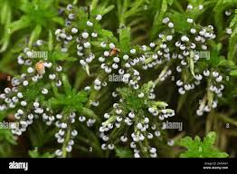 Attēlu rezultāti vaicājumam “Didymium melanospermum spores”